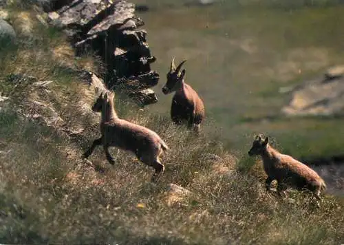 Mountain flora and fauna baby deer photo