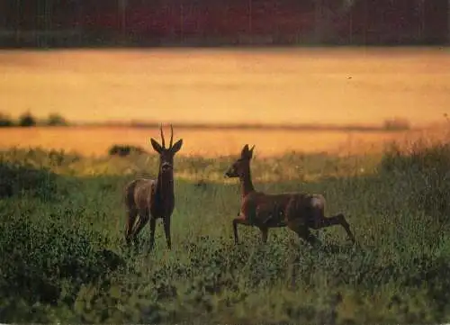 Deer wildlife photo