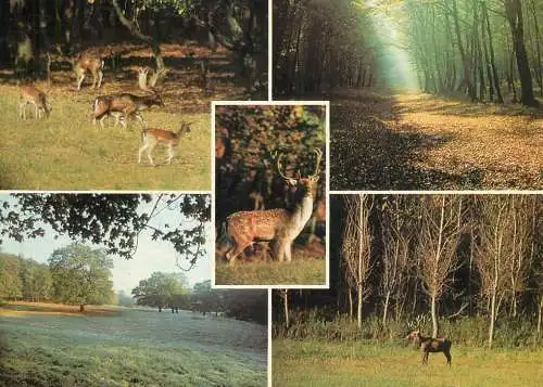 Hungarian wildlife deer stags multi view