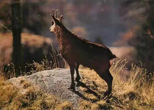Animaux de montagne Chamois en novembre