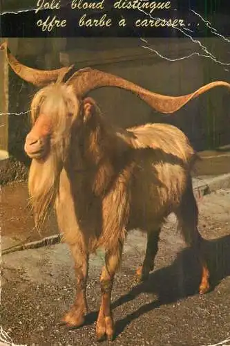 Funny Animals Dutch Saanen Goat Postcard