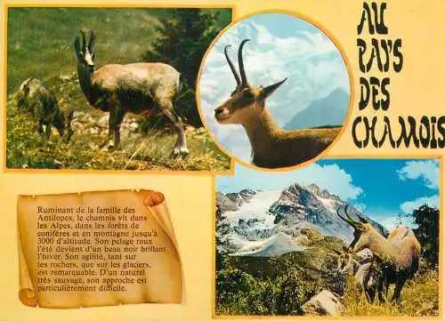 Pays des Chamois souvenir multi view