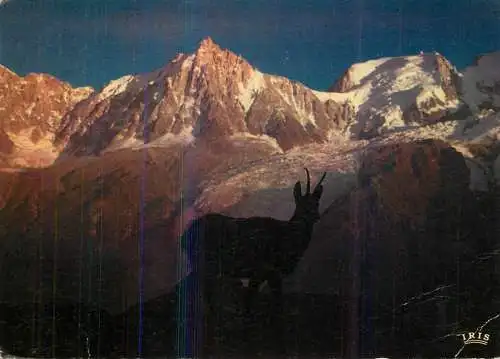 "Bambi" Le Chamois vivant de Merlet
