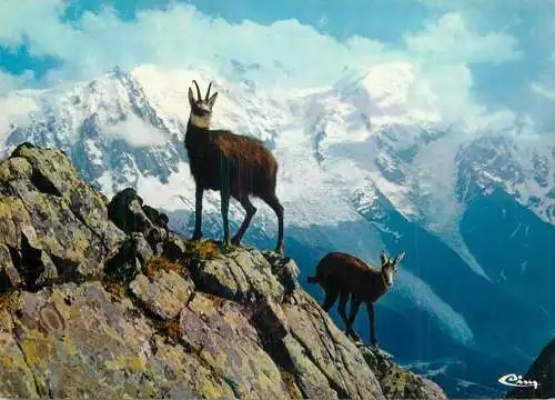 Chamois Animaux de montagne