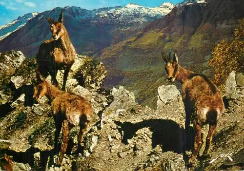 Famille d'Isards Animaux de montagne