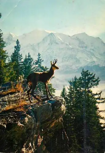 Paysage de France Chamois dans les Alpes