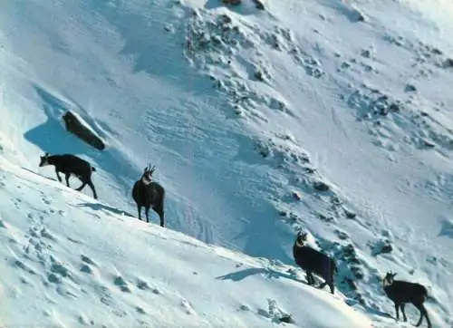 Chamois paysage de montagne d'hiver