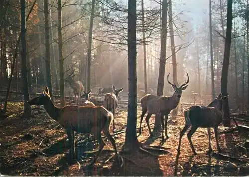 Cerfs et Biches dans le foret