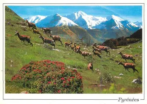 Les Pyrenees Horde d'Isards