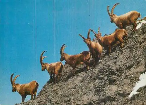 Capra Ibex, Alpensteinbocke, Bouquetins