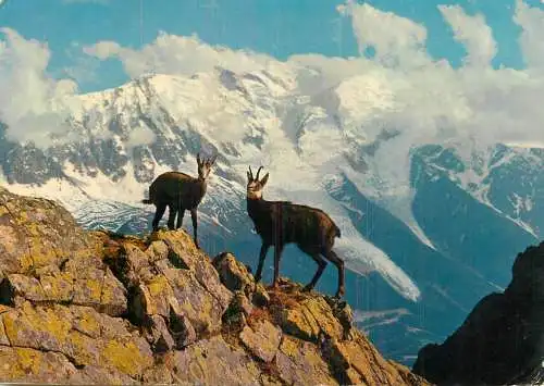 Chamois des Alpes