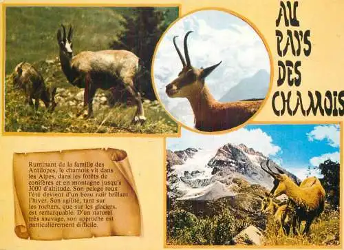 Au pays de chamois animaux de montagne multi view souvenir
