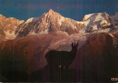 "Bambi" Le Chamois vivant de Merlet contemplant le coucher de soleil sur l'Aigulle de Midi