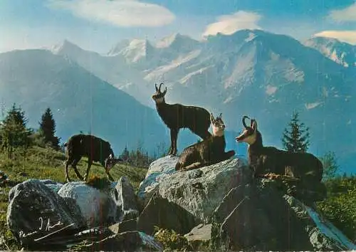 Animaux des Alpes - une harde de Chamois au repos