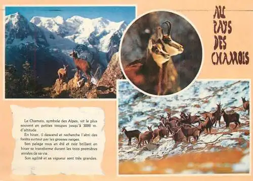 Au pays de chamois multi view souvenir