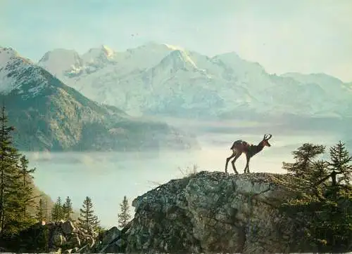 Chamois dans les Alpes