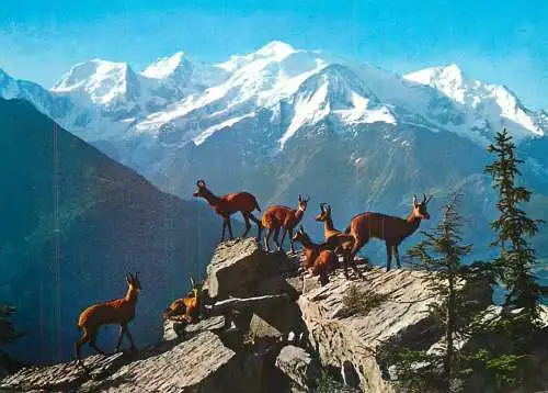 Isards animaux de montagne