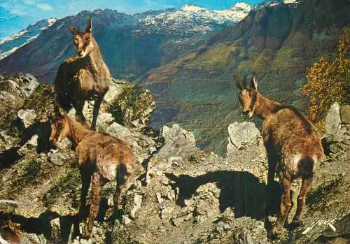 Famille d'Isards dans les Pyrenees