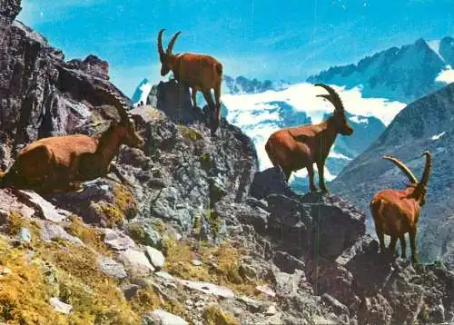 Mountain fauna wild goats