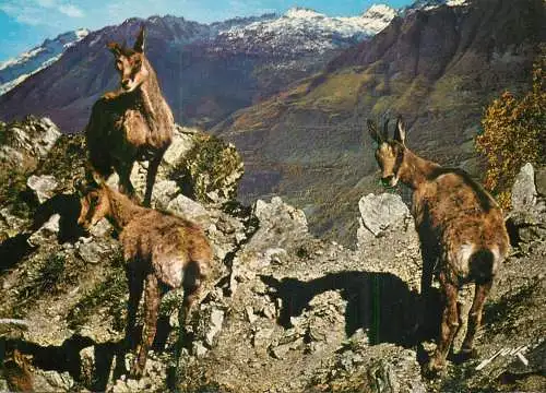 Les Pyrenees Famille d'Isards