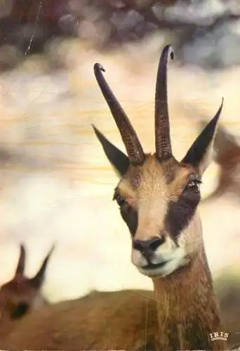 Le Chamois