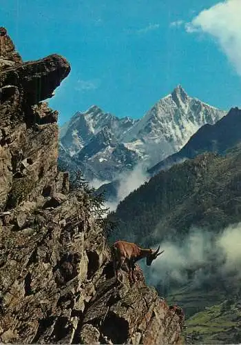 Steinbock Bouquetin Ibex Mountain Goat