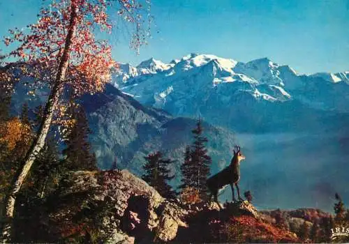 Chamois dans les hautes des alpes