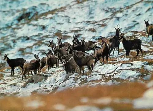 Animaux de montagne troupeau de chamois