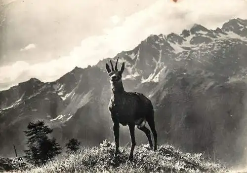 France Vallee de Chamonix - un chamois