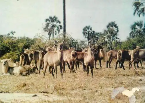 Wildlife Waterbuck at Gongrosa
