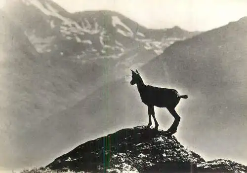 Animaux de montagne chamois