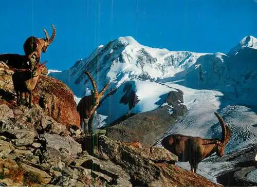 Switzerland Liskamm Steinbocke Bouquetins