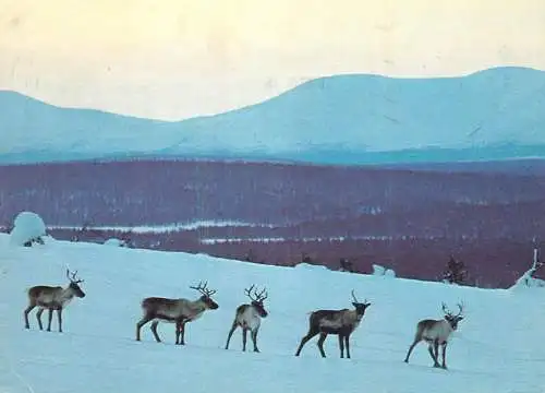 Poroja Renar Reindeer photo