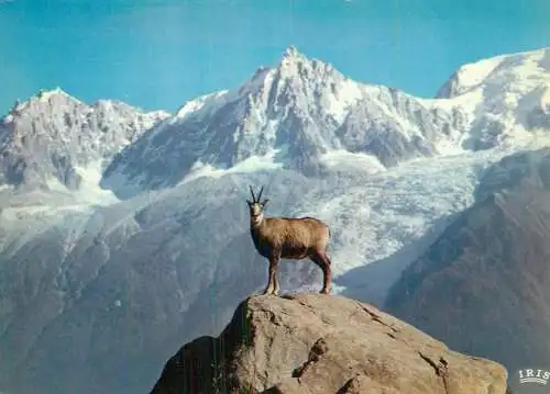 "Bambi" Le Chamois apprivoisee de Merlet