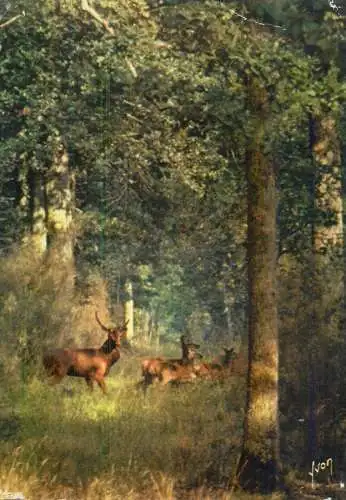 Cerf et biches dans le forets de France
