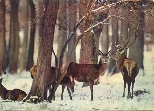 Deers and Hinds in the forest during winter