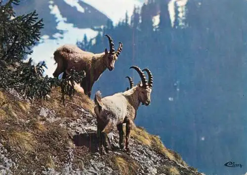 Animaux de montagne bouquetins au printemps
