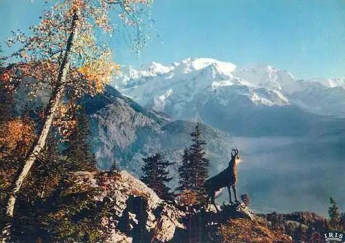 Le Chamois des Arles
