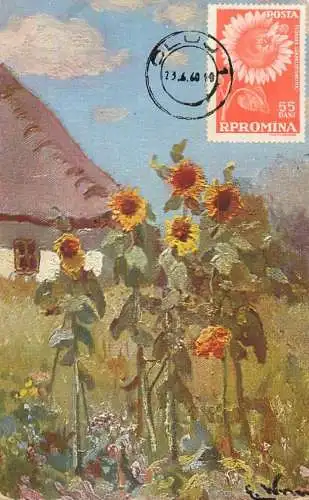 Maxi card lowers & plants sunflowers
