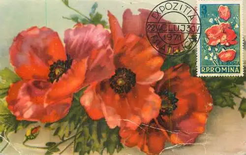 Maxi card lowers & plants Romania poppy