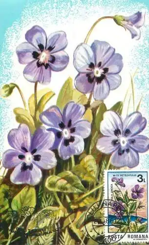 Maxi card lowers & plants Romania toporas