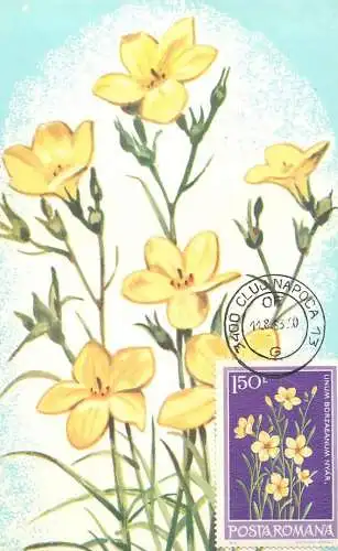 Maxi card lowers & plants galben de Dobrogea