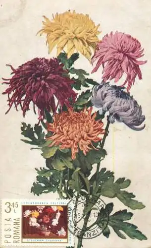 Maxi card lowers & plants Chrysanthemum