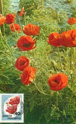 Maxi card lowers & plants poppies