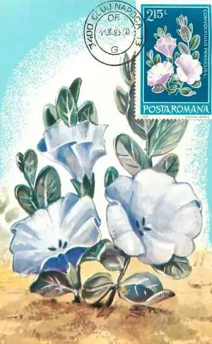 Maxi card Romania flowers & plants volbura