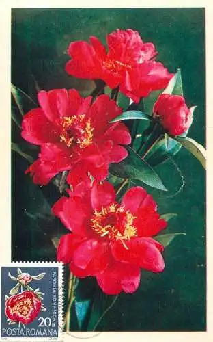 Maxi card flowers