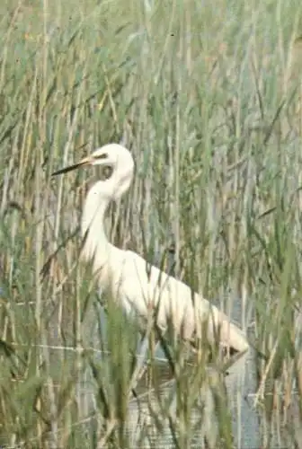 Animals postcard birds egret Romania