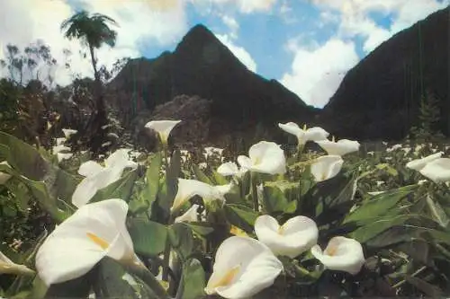 France Ile de la Reunion Foret de Bebourg Plaine des Palmistes