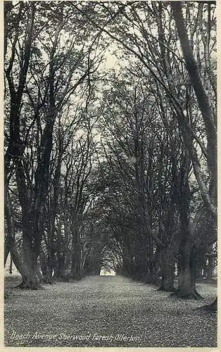 United Kingdom England Ollerton Sherwood forest beach avenue