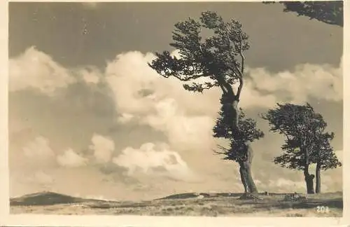 United Kingdom England tree field